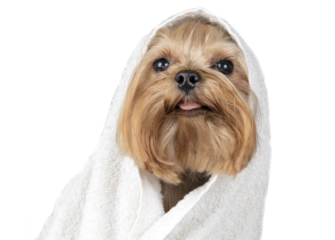 perrito con toalla