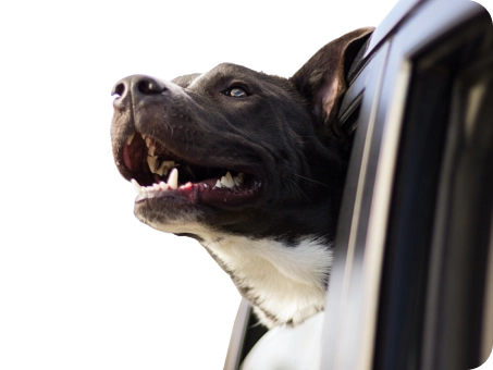 perro en ventana